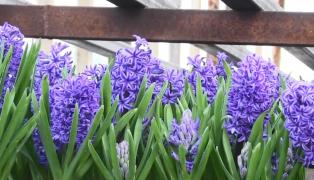 Cea mai bună perioadă pentru florari. Serele din Arad se pregătesc pentru 1 Martie