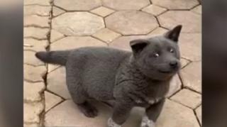 Un cățel-pisică din Vietnam a stârnit controverse pe internet