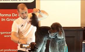 Ce tunsori canine sunt la modă în 2020