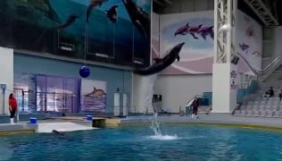 Ni Ni şi Chen Chen se antrenează intens pentru spectacolele de la Delfinariul din Constanţa