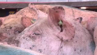 Pesta porcină, confirmată la o fermă din Timiș