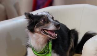 Adrian Stoica și cățelușa Hurricane au ajuns în finala iUmor