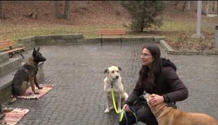 Una dintre căţeluşele Cristinei Ţopescu a fost adoptată de o braşoveancă