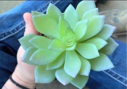 O femeie a udat doi ani o plantă, fără să realizeze că este artificială (Video)