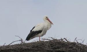 Barza, vestitorul primăverii într-o localitate din Covasna