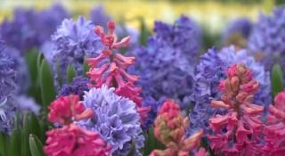 Serele de flori, alternativă pentru cei care nu vor să cumpere din pieţe