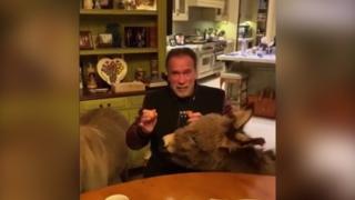 Arnold Schwarzenegger stă în casă în perioada pandemiei, cu un ponei şi un măgăruş