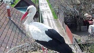 Berzele se întorc în România