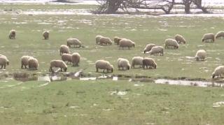 Mieii de Paște, puși la vânzare pe internet de ciobani