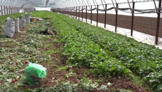 Pandemia de coronavirus pune pe butuci agricultura din România