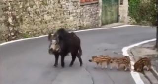 Animalele sălbatice cuceresc noi teritorii, în absența oamenilor izolați (Video)