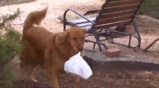 Curier canin, cea mai nouă meserie pe timp de pandemie