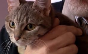 Coronavirusul se transmite și între pisici