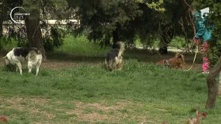 Soluțiile pentru dezinfecție pe străzi pot fi un pericol pentru animalele de companie