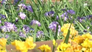 Afacerile cu flori, grav lovite de epidemia de coronavirus