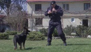 Căţeluşa Kona, noua colegă a jandarmilor brașoveni