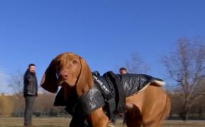 Pandemia de coronavirus salvează animalele. Cererile de adopţie s-au dublat