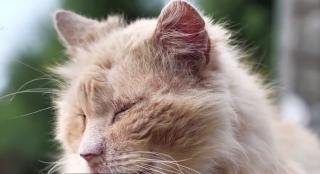 Cum protejăm animalele de companie de coronavirus