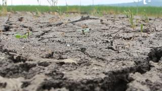 Seceta pune în pericol recolta de anul acesta