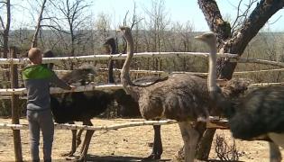 Carne de struț, pe masa de Paște