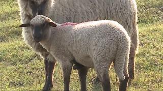Mielul cu cinci picioare, minunea de la o stână din Mureş