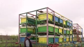 Problemele apicultorilor români în perioada pandemiei de coronavirus