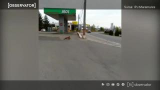 O vulpe a furat o găină dintr-o curte, la Baia Mare, și a fost filmată de un echipaj de poliție (video)