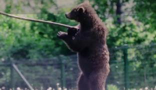 Sanctuarul de urși de la Zărnești poate fi vizitat online