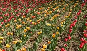 Mica Olandă, în grădina unei bătrâne din județul Maramureș