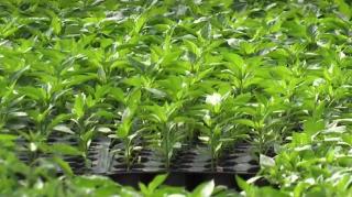 Verdețuri proaspete din serele româneşti