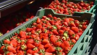 Cât costă un kilogram de căpşuni româneşti