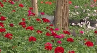 Afacerile cu flori s-au mutat pe internet