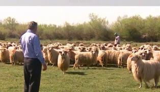 Exporturile salvează afacerile ciobanilor