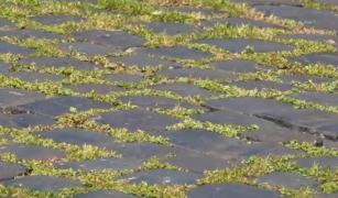 Iarba a crescut printre pietrele cubice în Piaţa Navona din Roma