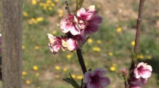 Seceta prelungită lasă agricultorii fără producţie