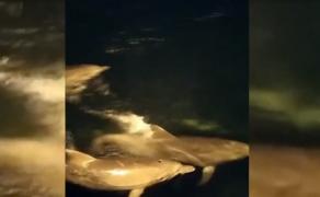 Mai mulţi delfini au ajuns aproape de ţărm în Strâmtoarea Bosfor