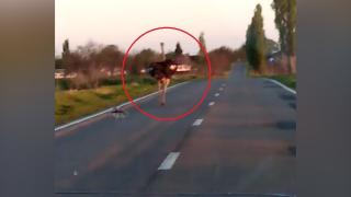 Struțul văzut de poliție pe o șosea din Călărași a fost recuperat de proprietar