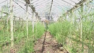 Sparanghelul, o raritate în culturile fermierilor români