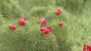 Dealul cu bujori, admirat doar din fotografii în acest an