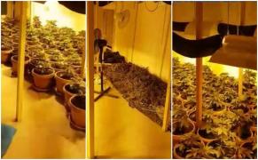 Cultura impresionantă de cannabis a unui tânăr din Constanța, descoperită și confiscată de polițiști (Video)
