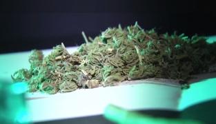 Marijuana, livrată în carantină de un tânăr din Petroşani
