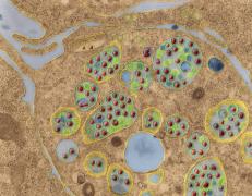 Studiu: tulpina de coronavirus din Europa ar fi mult mai contagioasă, după ce ar fi suferit mutații