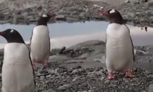 Antarctica, singurul continent neatins de coronavirus