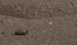 Căpușele și țânțarii, în plin sezon de înmulțire