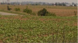Peste o treime din terenurile agricole ale României, afectate de secetă