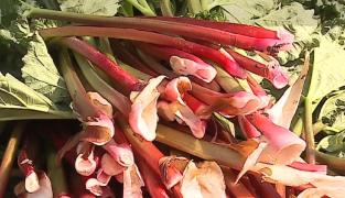 Rubarba, o afacere profitabilă pentru fermieri