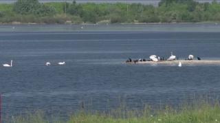 Spectacolul naturii în Delta Olteniei din Ipoteşti