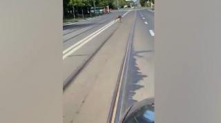 Căprioară rătăcită în zona parcului Copou din Iași (Video)