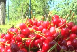 Epidemia de coronavirus îi ține departe pe cumpărători de cireșele românești