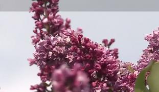 Florile de liliac, mireasma din borcanele cu dulceaţă